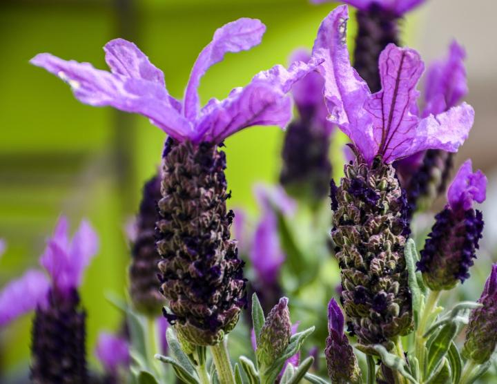 Caring for Lavender in Winter (Indoors & Outdoors) The Old Farmer's